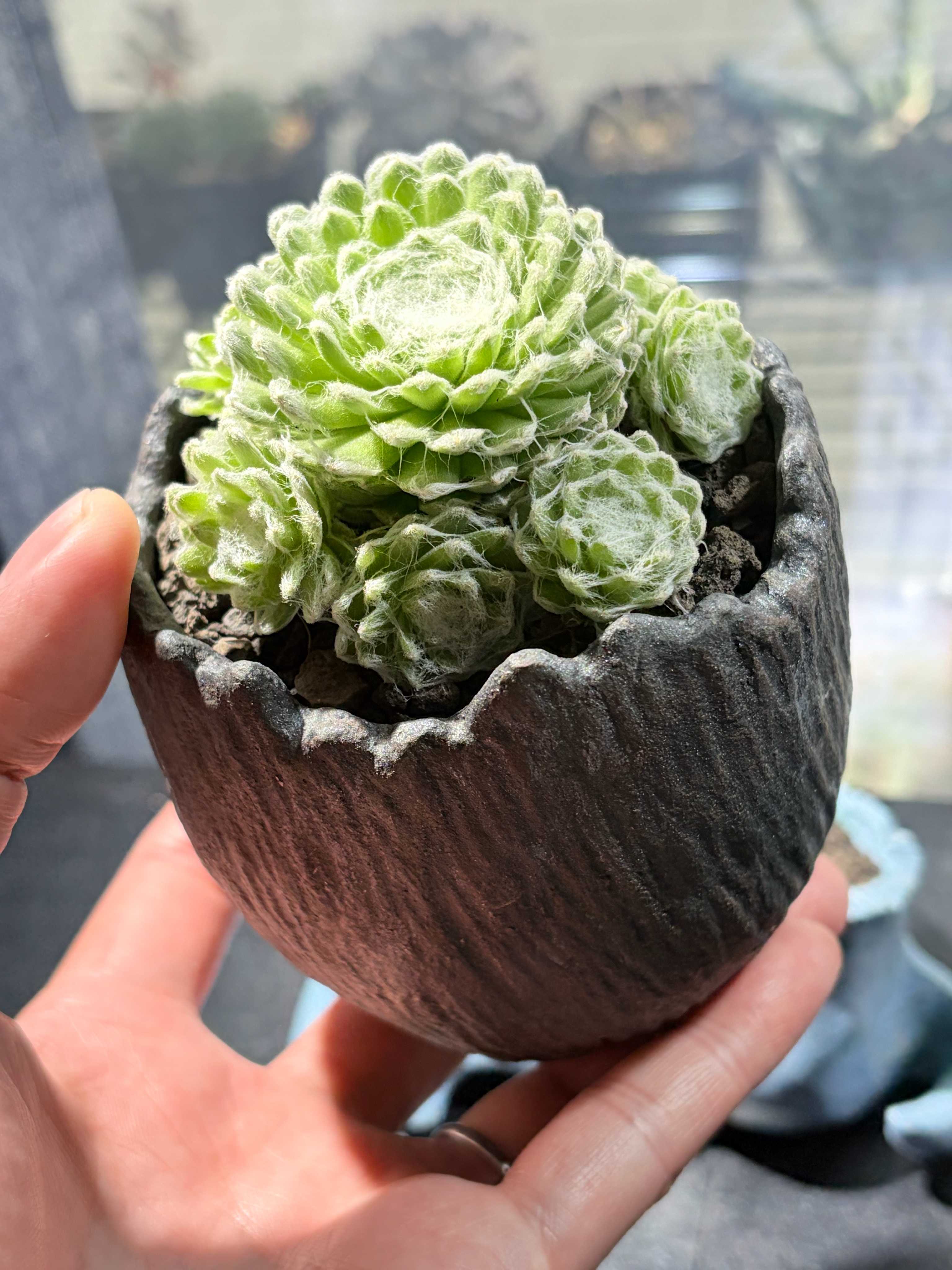 マキギヌ(巻絹)の育て方｜置き場所や水やり加減は？｜🍀GreenSnap
