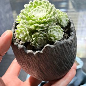 センペルビウム 巻絹,多肉植物,植木鉢,センペルビウム属,手作り鉢の画像
