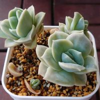 アジアンタム,マディバ,ラブリーローズ,多肉植物,多肉初心者の画像