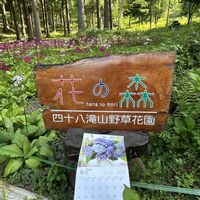 クリンソウ,山野草,GSのみなさんに感謝♡,山野草大好き,チーム岐阜の画像