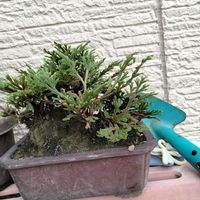 イワヒバ,イワヒバ,ミニ盆栽,花が好き,低木の画像