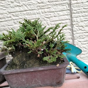 イワヒバ,イワヒバ,ミニ盆栽,花が好き,低木の画像