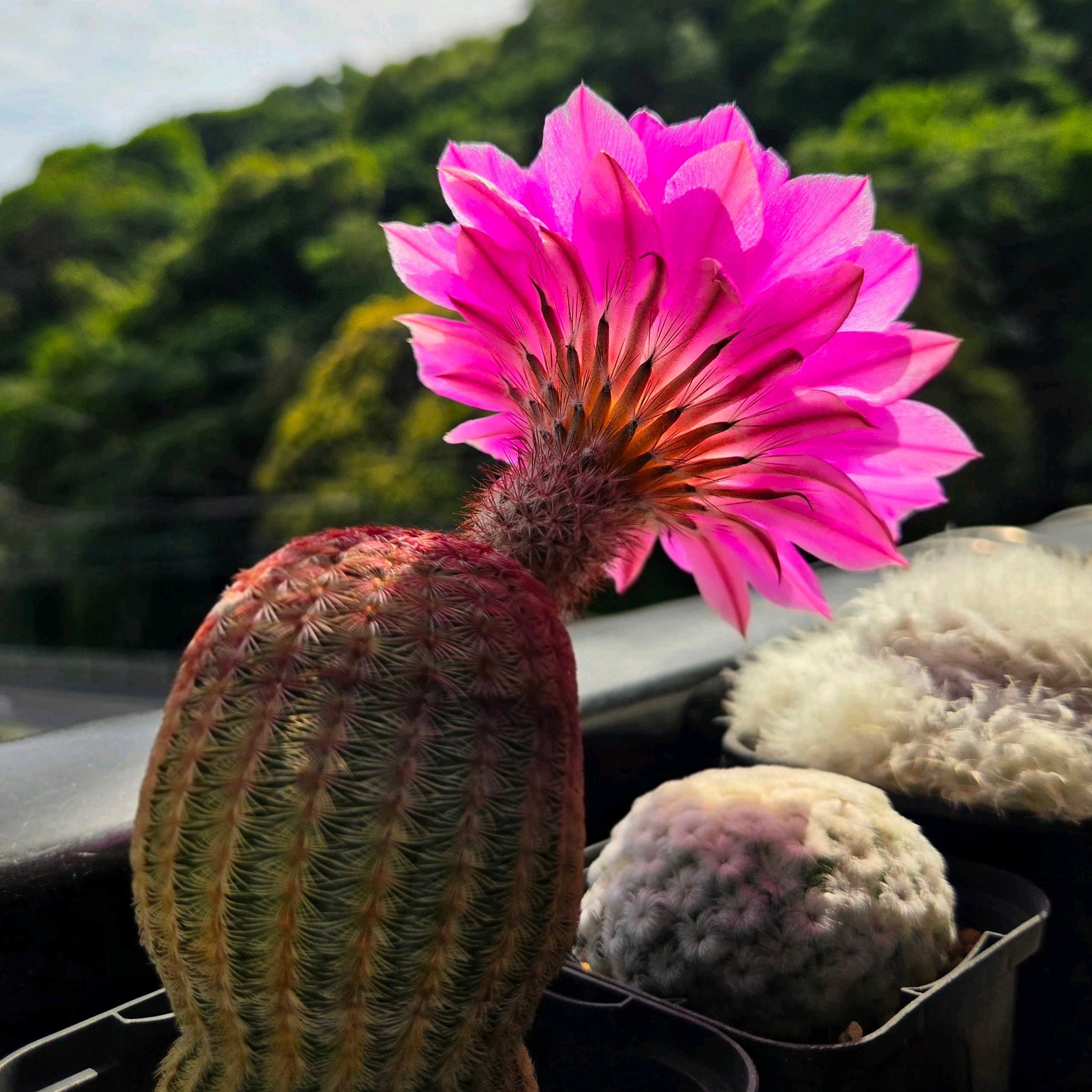 サボテンの投稿画像 by Sho_kさん｜多肉植物と観葉植物と月晃殿と多肉