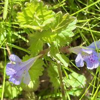 カキドオシ,中禅寺湖千手ヶ浜,山野草の画像