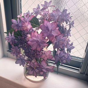 切り花,ガーデニング,紫陽花 アジサイ あじさい,元気に育て！,おうち園芸の画像