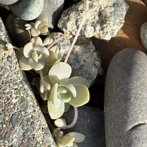 軒下,北海道,多肉成長記録,多肉植物初心者,ポイ捨て多肉の画像