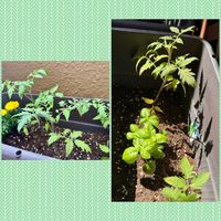 バジル,マリーゴールド,ヘリクリサム,大玉トマト,ベランダ菜園の画像