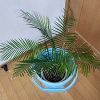 ヤシの木,Lytocaryum weddellianum(ブラジルヒメヤシ),Syagrus weddelliana,観葉植物,鉢植えの画像
