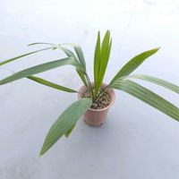 ヤシの木,クマデヤシ,ミキナシサバル,Sabal minor,観葉植物の画像