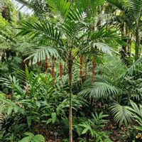 ヤシの木,観葉植物,ヤシ,オーストラリア原産, ヤシの木の画像