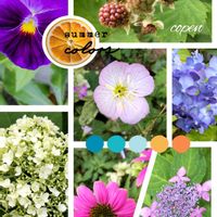 ブラックベリー,パンジー,アナベル,ツキミソウ,紫陽花 アジサイ あじさいの画像