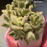 熊童子錦,熊童子,多肉植物,コチドレン属,タニラーの画像