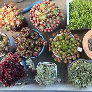 避難多肉,癒される,no green no life,癒し空間,多肉植物のある暮らしの画像