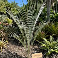 ヤシの木,観葉植物,ヤシ, ヤシの木,耐寒ヤシの画像