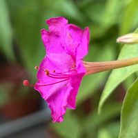 オシロイバナ,白粉花,一番花,ピンクワールドへ ようこそ,バルコニー/ベランダの画像