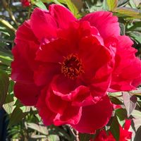 ボタン,ボタン,赤い花,真っ赤な花,赤朱紅の画像