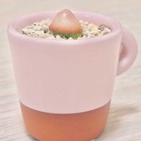 ブルゲリ,多肉植物,観葉植物,コノフィツム属の画像