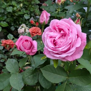 花のある暮らし,バラを楽しむ,おうち園芸,小さな庭の画像