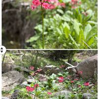 イカリソウ,キバナノコマノツメ,クリンソウ,レンゲツツジ,ヤマツツジの画像