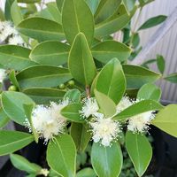 グァバ,グァバ,鉢植えの画像