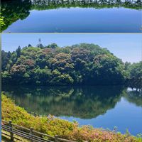 サクラ,スイカズラ,ニワゼキショウ,サツキ,野うさぎの画像