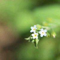 キュウリグサ,公園,お出かけ先の画像