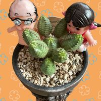 ハナキリン,マツバギク,オベサ,白檀,白檀のお花の画像