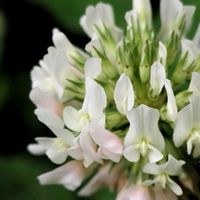 シロツメクサ,シロツメクサ,無農薬野菜,家庭菜園,畑の画像