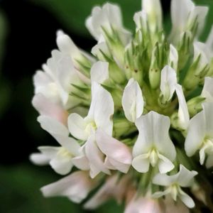 シロツメクサ,シロツメクサ,無農薬野菜,家庭菜園,畑の画像