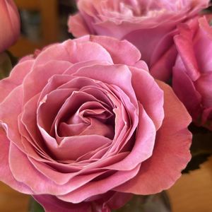 三河千鳥,ヤマアジサイ,紫陽花 アジサイ あじさい,バラを楽しむ,ばら バラ 薔薇の画像