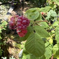 ラズベリー,癒される,元気！,美味しい,花のある暮らしの画像