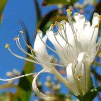 スイカズラ,スイカズラ(忍冬),白い花,今日のお花,木に咲く花の画像