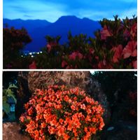 カルミア,サツキ,さつきつつじ,夜のお花,大きな空の画像