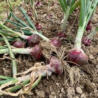 ハス,サラダタマネギ,熱帯睡蓮　ブルズアイ,熱帯睡蓮　ブルズアイ,茶碗蓮・小舞妃の画像