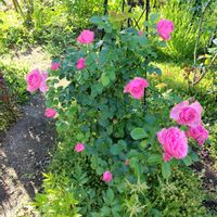 サクランボ,薔薇♪, フラワーアレンジ,ばら バラ 薔薇,お庭作り中の画像