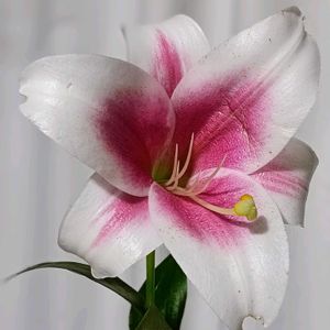 花の香り,可哀想,驚きの出現,野性味あり,和室の画像
