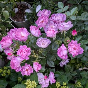 花のある暮らし,バラを楽しむ,おうち園芸,小さな庭の画像