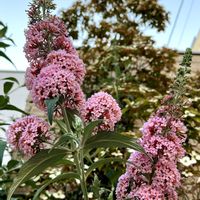 ブッドレア,ピンクの花,夏の花,暑さに負けないの画像