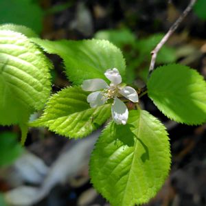 ヤマザクラ,ヤマザクラ,登山道の花,2026年桜さくらサクラリレーの画像