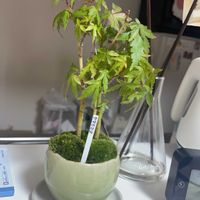 ヤマモミジ,ヤマモミジ,観葉植物の画像