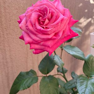 バラ,バラ オール4キス＋,バラ オール4ラブ,バラを楽しむ,ベランダの画像