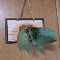 コウモリラン,ビカクシダ,プラティセリウム,植物大好き,今日も笑顔で♡の画像