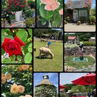イングリッシュガーデン,ローザンベリー多和田,滋賀県米原市,娘と孫とお出かけの画像
