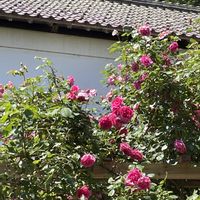 クレマチス,バラ,ガーデン,山野草,庭園の画像