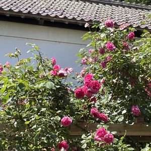 クレマチス,バラ,ガーデン,山野草,庭園の画像