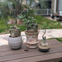 アデニア・グラウカ,アデニア スピノーサ,アデニア グロボーサ,塊根植物,アデニア属の画像