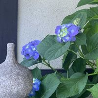 アプローチ,玄関内側の画像