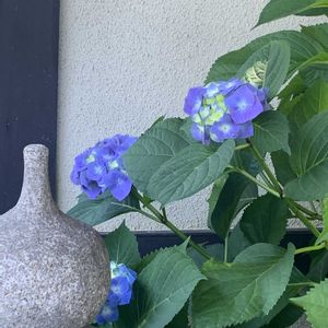 アプローチ,玄関内側の画像