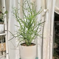 ミルクブッシュ,観葉植物のある暮らしの画像