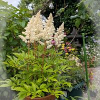 アスチルべ,鉢植え,可愛い〜♡,多年草,花のある暮らしの画像